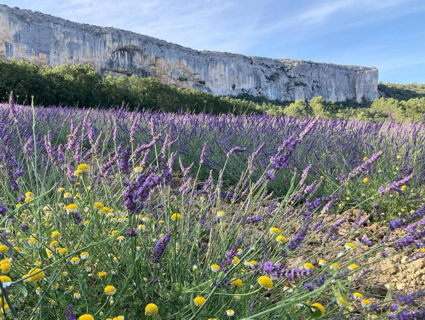 Gite La Madeleine Du Luberon. Lioux Dış mekan fotoğraf